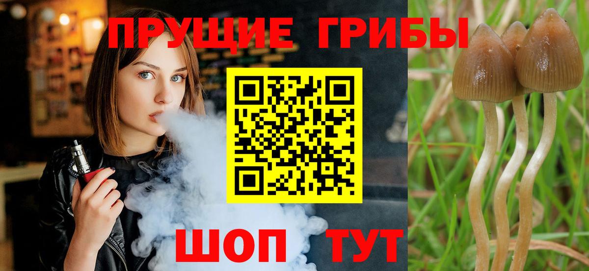 Псилоцибиновые грибы мицелий Иваново